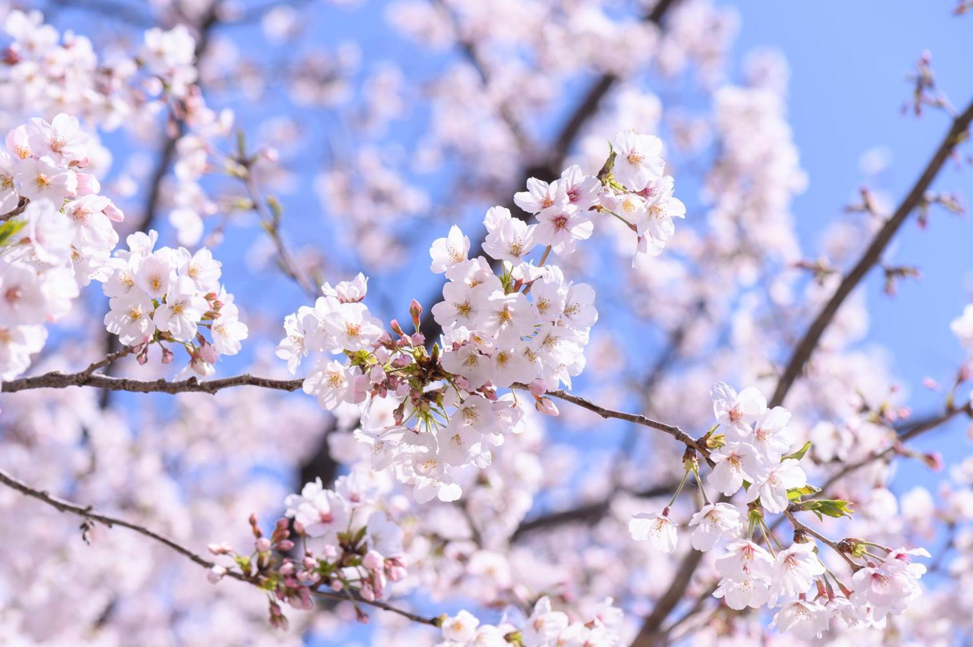 Hotel Mimaru Tokyo Ueno North Zewnętrze zdjęcie